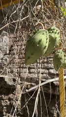 Gonolobus grandiflorus