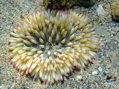 Heteractis