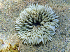 Heteractis