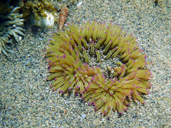 Heteractis