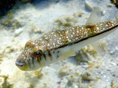 Torquigener pleurogramma