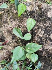 Cocculus orbiculatus