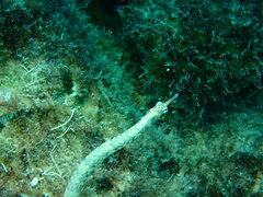 Corythoichthys haematopterus