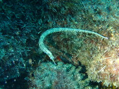Corythoichthys haematopterus