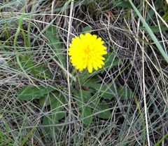 Taraxacum bessarabicum