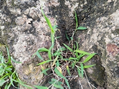 Digitaria radicosa
