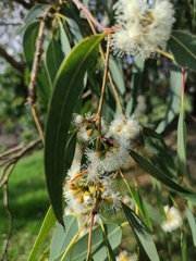Eucalyptus melliodora