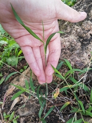 Digitaria radicosa