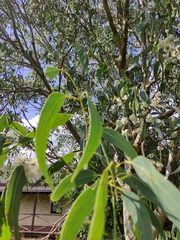 Eucalyptus melliodora