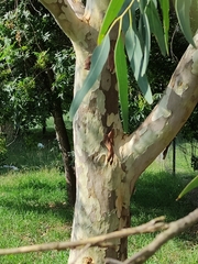 Eucalyptus melliodora