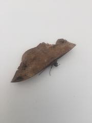 Lepidoptera