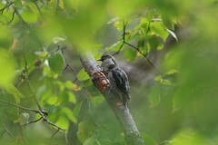Sphyrapicus nuchalis