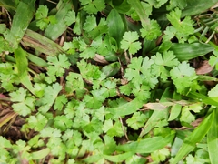Hydrocotyle batrachium