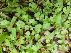 Hydrocotyle batrachium