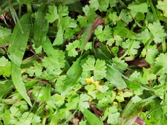 Hydrocotyle batrachium