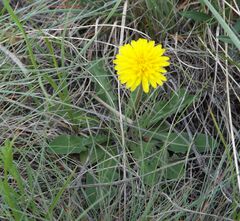 Taraxacum bessarabicum