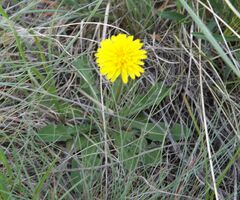 Taraxacum bessarabicum