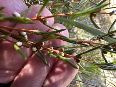 Hypocalymma strictum