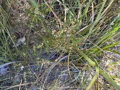 Hypocalymma strictum