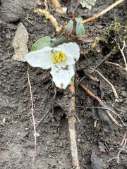 Trillium nivale