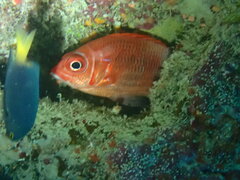Sargocentron caudimaculatum