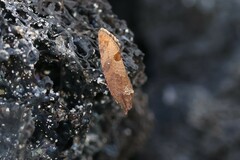 Cryptophlebia illepida