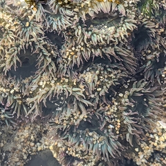 Anthopleura elegantissima