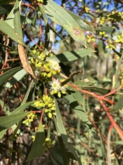 Eucalyptus odorata