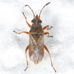 Neortholomus arphnoides