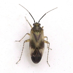 Plagiognathus