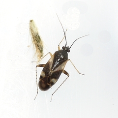 Plagiognathus