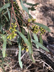 Eucalyptus odorata