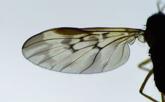 Sylvicola neozelandicus