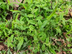 Bothriospermum zeylanicum