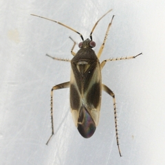 Plagiognathus