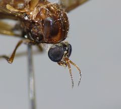 Sylvicola neozelandicus