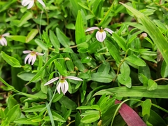 Lobelia chinensis