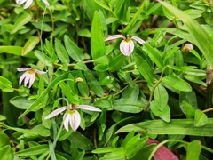 Lobelia chinensis