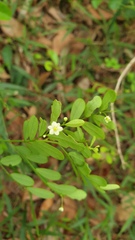 Synostemon albiflorus