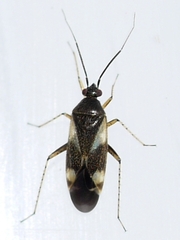 Plagiognathus