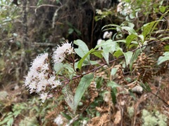 Ageratina cremasta
