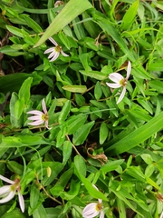 Lobelia chinensis