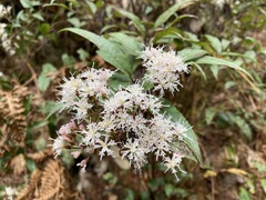 Ageratina cremasta