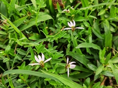 Lobelia chinensis