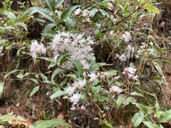 Ageratina cremasta