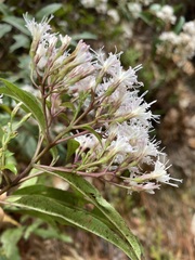 Ageratina cremasta