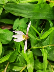 Lobelia chinensis