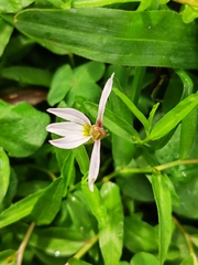 Lobelia chinensis