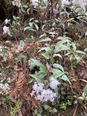 Ageratina cremasta