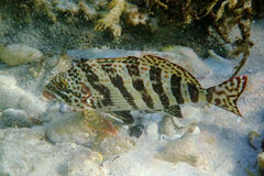 Goniistius rubrolabiatus